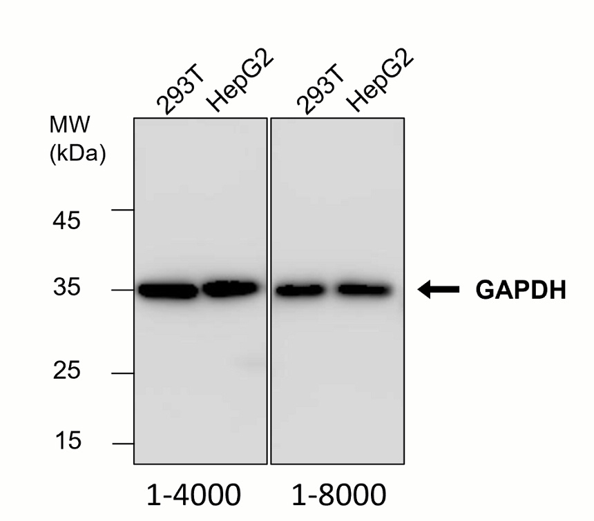 IR3-8-HRP anti-GAPDH antibody, HRP conjugated WB image