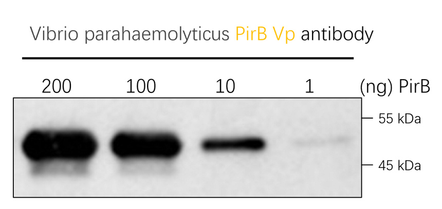IRB2511B anti-Vibrio parahaemolyticus PirB Vp antibody  WB image 