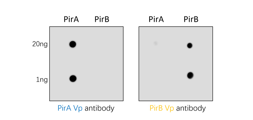 IRB2511B anti-Vibrio parahaemolyticus PirB Vp antibody  WB image