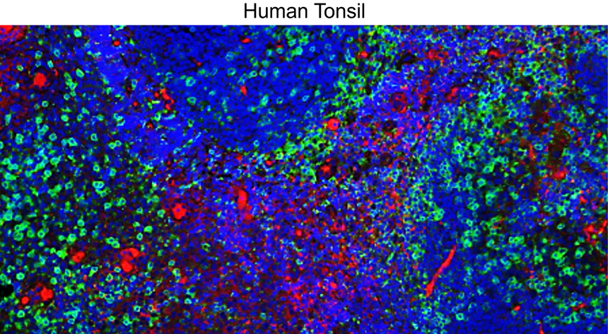 Customer feedback IR252-1 anti-CD3 antibody IHC image