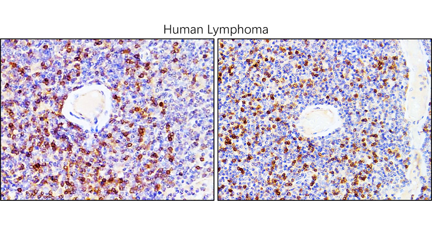 Customer feedback IR252-1 anti-CD3 antibody IHC image