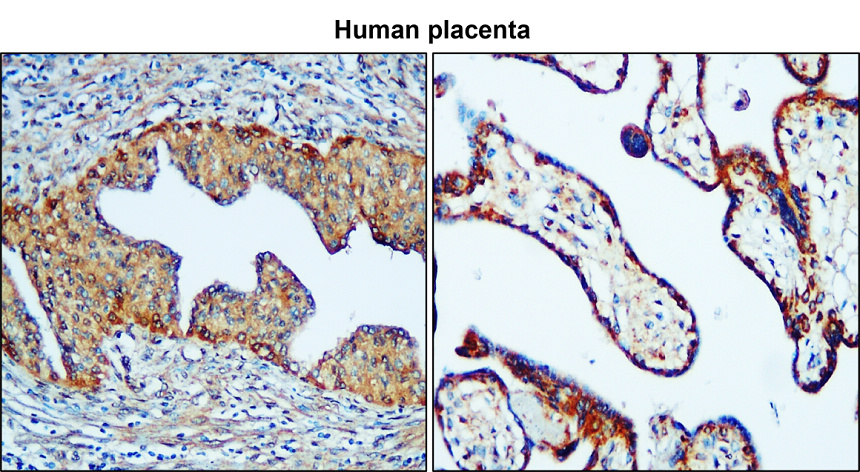 IR359-1 anti-Mucin 2 / MUC2 antibody IHC image