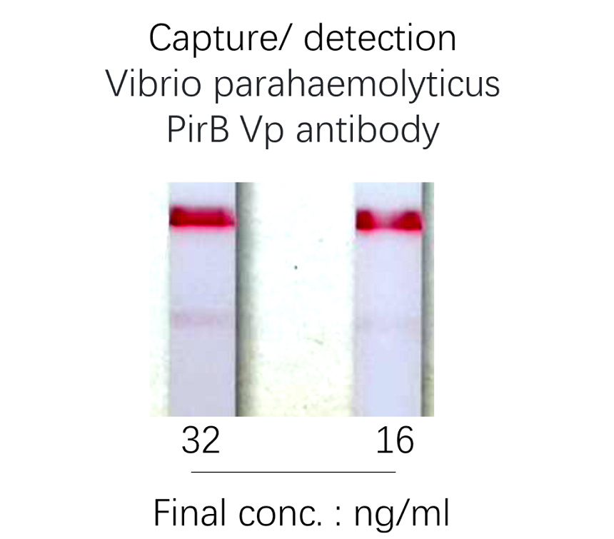 IRB2511B anti-Vibrio parahaemolyticus PirB Vp antibody lateral flow image