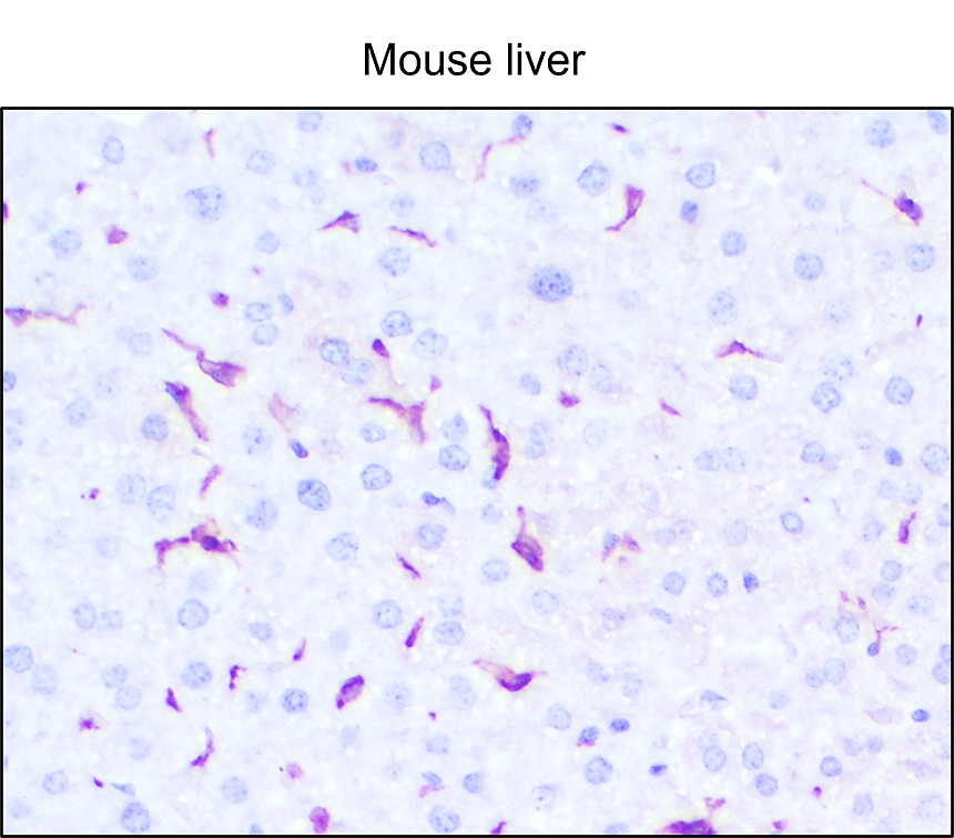 IRM061 anti-Iba1 monoclonal antibody [26F1] IHC image