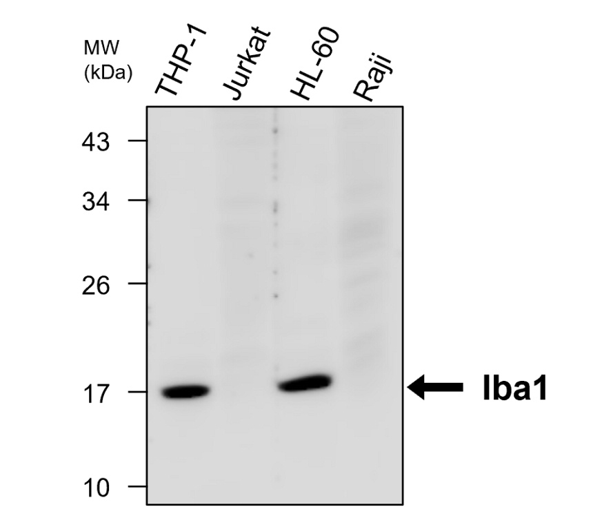 IRM061 anti-Iba1 monoclonal antibody [26F1] WB image
