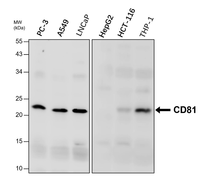IR302-986 anti-CD81 antibody WB image