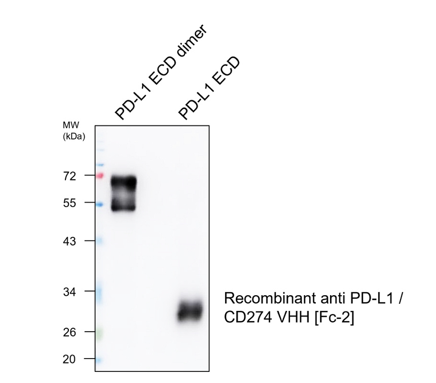 Recombinant anti PD-L1 / CD274 VHH [Fc-2] WB image