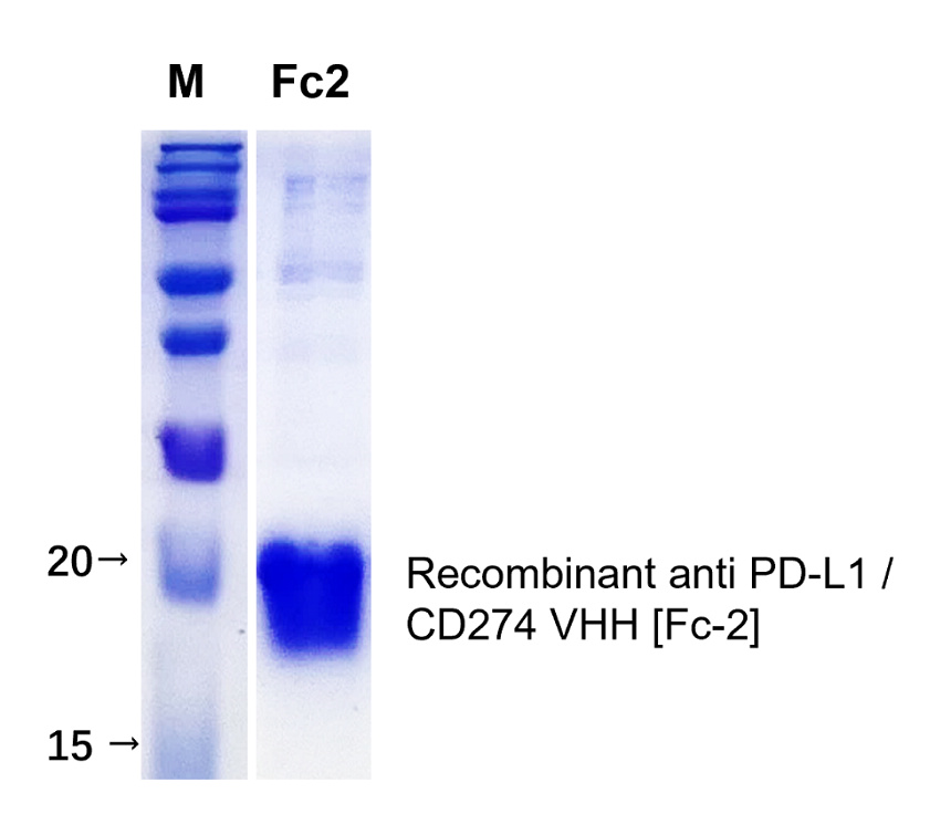 Recombinant anti PD-L1 / CD274 VHH [Fc-2] SDS-PAGE image