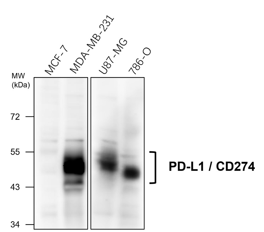 IR167-643 anti-PD-L1 antibody WB/IP image